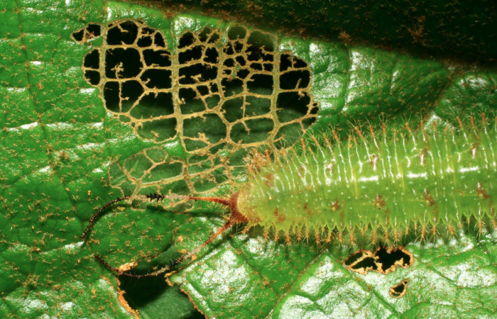 Figura 6. Larva de <i>Macrosoma tipulata</i>, Hedylidae. como va dejando la hoja al comer, 19/junio/2006. Voucher: 06-SRNP-32390-DHJ413492.jpg.  