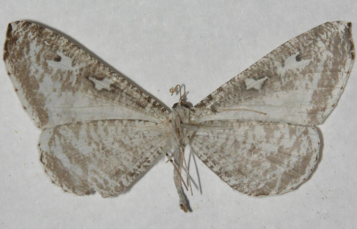 Figura 2. Adulto de <i>Macrosoma tipulata</i>, Hedylidae. Vista ventral, 44mm. Voucher: 12-SRNP-31284-DHJ567703.jpg.  