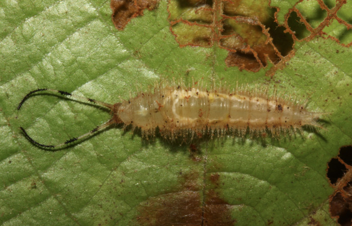 Figura 8. Prepupa de <i>Macrosoma tipulata</i>, Hedylidae. 28/julio/2014, 18 mm. Vista dorsal. Voucher: 14-SRNP-30943-DHJ721074.jpg.  