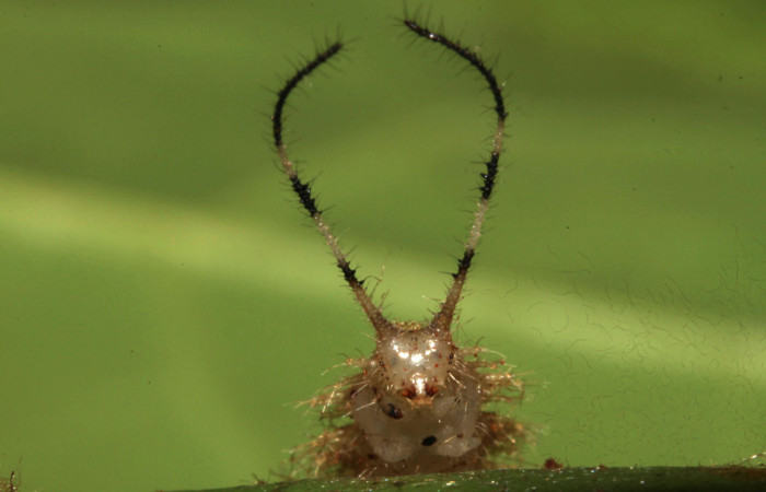 Figura 9. Cabeza de <i>Macrosoma tipulata</i>, Hedylidae. 28/julio/2014, 18 mm. Cabeza de frente en prepupa. Voucher: 14-SRNP-30943-DHJ721079.jpg.  