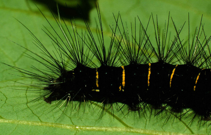 Figura 6. Larva de <i>Melese incertus</i>. Erebidae. Larva en ultimo estadío, (30mm), 07/junio/2000, ultima parte. Voucher: 00-SRNP-11374-DHJ54194.jpg.