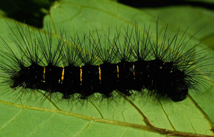 Figura 4. Larva de <i>Melese incertus</i>. Erebidae. Larva en ultimo estadío, (30mm), 07/junio/2000, lateral entero. Voucher: 00-SRNP-11374-DHJ54197.jpg.