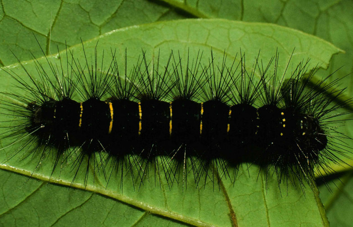 Figura 3. Larva de <i>Melese incertus</i>. Erebidae. Larva en ultimo estadío, (30mm), 07/junio/2000, dorsal entero. Voucher: 00-SRNP-11374-DHJ54200.jpg.