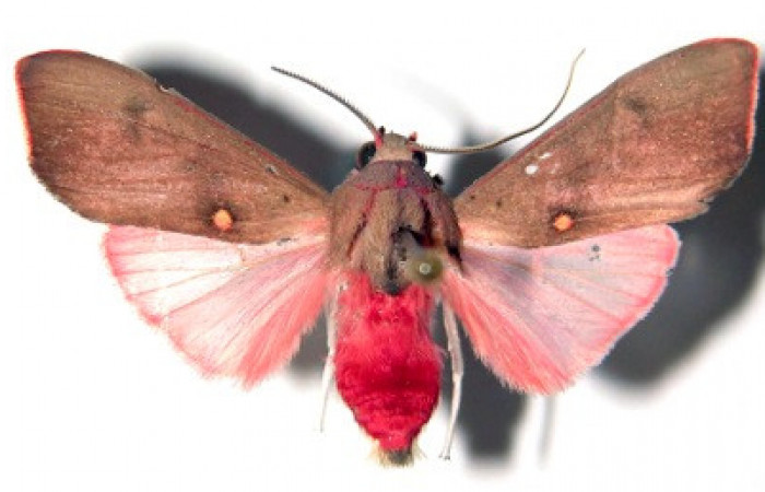 Figura 1. Adulto de <i>Melese incertus</i>.Erebidae Vista dorsal, 28mm. 00-SRNP-11374-DHJ92244.