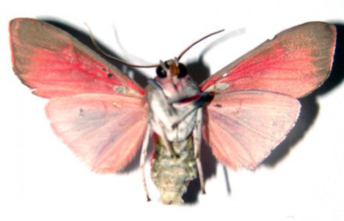 Figura 2. Adulto de <i>Melese incertus</i>.Erebidae Vista ventral, 28mm. 00-SRNP-11374-DHJ92245.