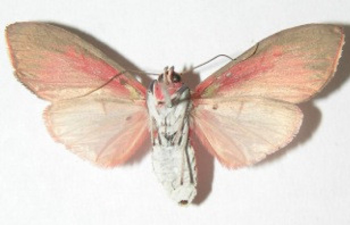 Figura 8. Adulto de <i>Melese</i> incertusDHJ04. Erebidae,(33mm), Vista ventral. Voucher:06-SRNP-41147-DHJ343287.jpg.