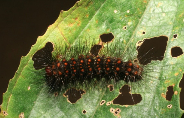 Figura 9. Larva de <i>Melese</i> incertusDHJ04. Erebidae. Larva en penultimo estadío, (26mm), 28/Marzo/2006, dorsal entero. Voucher:06-SRNP-41147-DHJ414330.jpg.