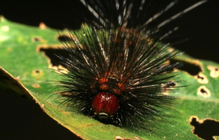 Figura 10. Larva de <i>Melese</i> incertusDHJ04. Erebidae. Larva en penultimo estadío, (26mm), 28/Marzo/2006, Cabeza de frente. Voucher:06-SRNP-41147-DHJ414336.jpg.