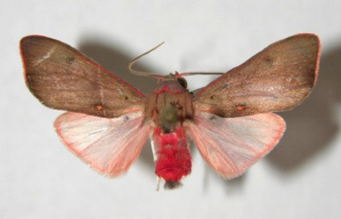 Figura 11. Adulto de <i>Melese</i> incertusDHJ04. Erebidae,(24mm), Vista dorsal. Voucher:06-SRNP-43152-DHJ353860.jpg