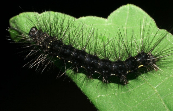 Figura 13. Larva de <i>Melese</i> incertusDHJ04. Erebidae. Larva en penultimo estadío, (30mm), 27/Agosto/2006, Vista dorsal. Voucher:06-SRNP-43152-DHJ417226.jpg.
