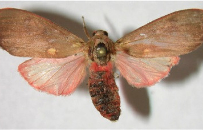 Figura 15. Adulto de <i>Melese</i> incertusDHJ04. Erebidae,(35mm), Vista dorsal. Voucher:07-SRNP-3024-DHJ376974.jpg