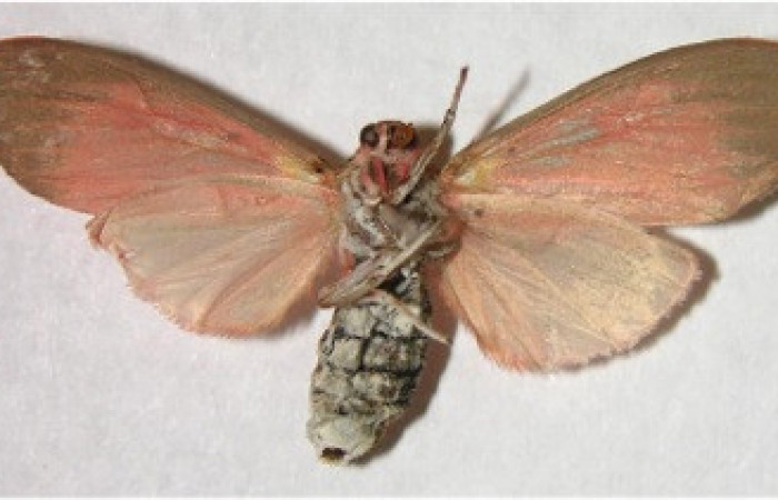 Figura 16. Adulto de <i>Melese</i> incertusDHJ04. Erebidae,(35mm), Vista ventral. Voucher:07-SRNP-3024-DHJ376975.jpg.