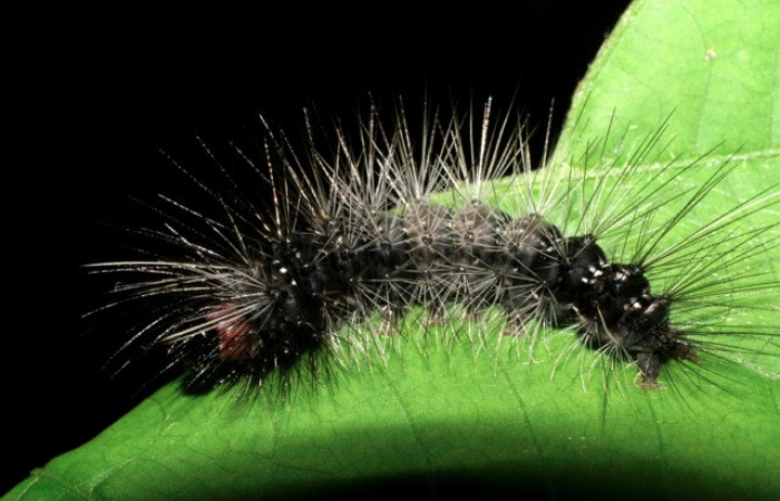 Figura 17. Larva de <i>Melese</i> incertusDHJ04. Erebidae. Larva en penultimo estadío, (23mm), 07/Setiembre/2007, Vista lateral. Voucher:07-SRNP-3024-DHJ425963.jpg.