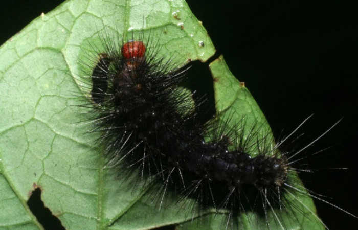 Figura 26. Larva de <i>Melese</i> incertusDHJ04. Erebidae. Larva en ultimo estadío, (28mm), 26/Octubre/2008, Vista dorsal. Voucher:08-SRNP-32701-DHJ446323.jpg.