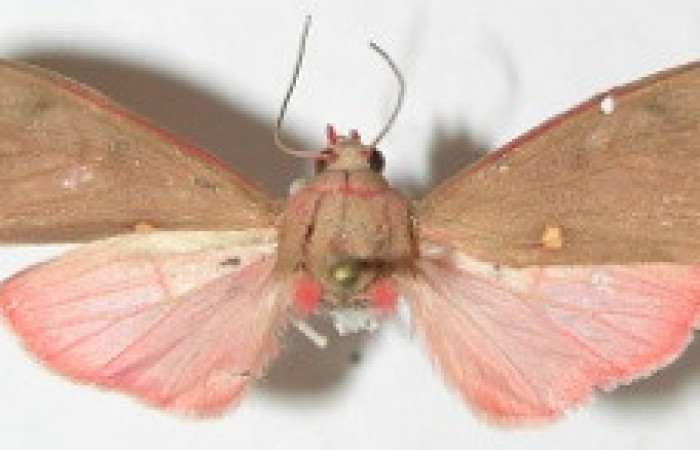 Figura 23. Adulto de <i>Melese</i> incertusDHJ04. Erebidae,(36mm), Vista dorsal. Voucher:08-SRNP-32701-DHJ504266.jpg.