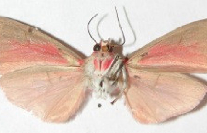 Figura 24. Adulto de <i>Melese</i> incertusDHJ04. Erebidae,(36mm), Vista ventral. Voucher:08-SRNP-32701-DHJ504267.jpg.