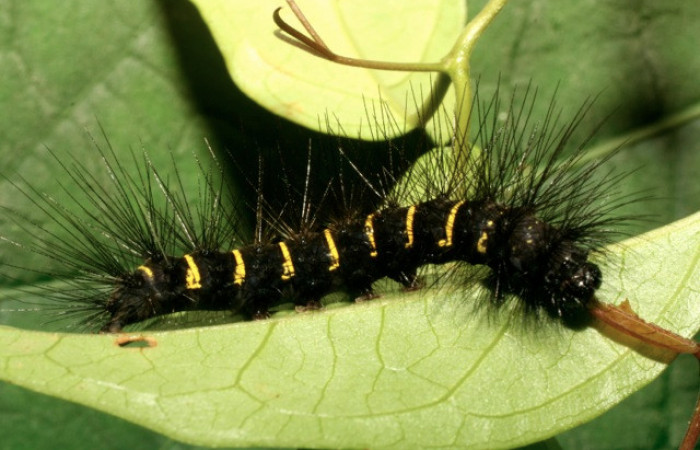 Figura 29. Larva de <i>Melese</i> incertusDHJ04. Erebidae. Larva en ultimo estadío, (30mm), 27/Octubre/2008, Vista lateral. Voucher:08-SRNP-32725-DHJ449127.jpg.