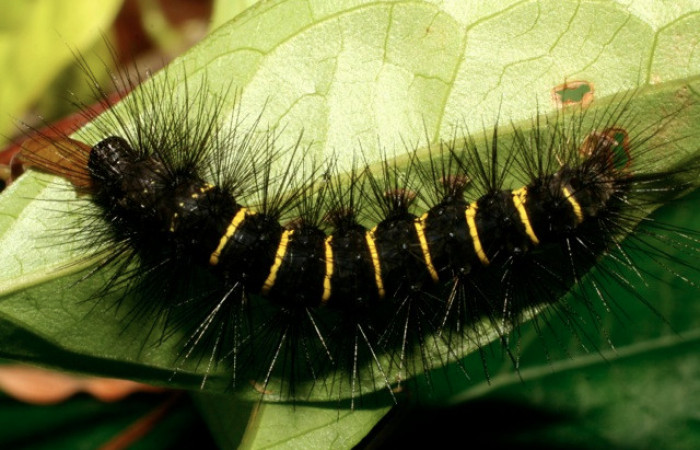 Figura 30. Larva de <i>Melese</i> incertusDHJ04. Erebidae. Larva en ultimo estadío, (30mm), 27/Octubre/2008, Vista dorsal. Voucher:08-SRNP-32725-DHJ449128.jpg.