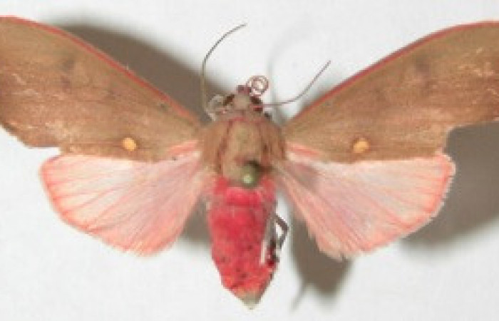 Figura 27. Adulto de <i>Melese</i> incertusDHJ04. Erebidae,(32mm), Vista dorsal. Voucher:08-SRNP-32725-DHJ504214.jpg.