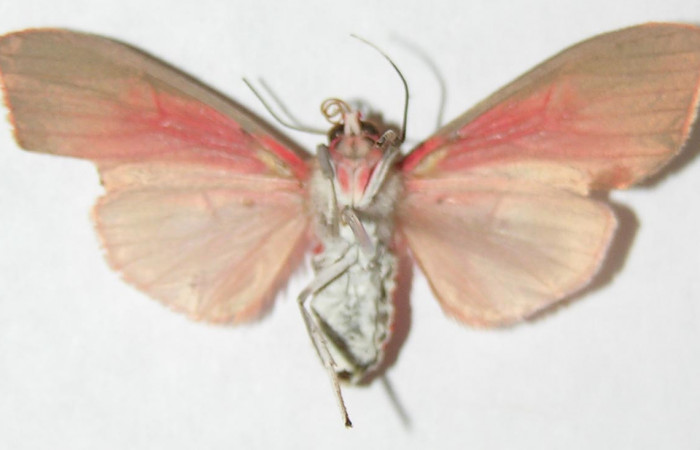 Figura 28. Adulto de <i>Melese</i> incertusDHJ04. Erebidae,(32mm), Vista ventral. Voucher:08-SRNP-32725-DHJ504215.jpg.