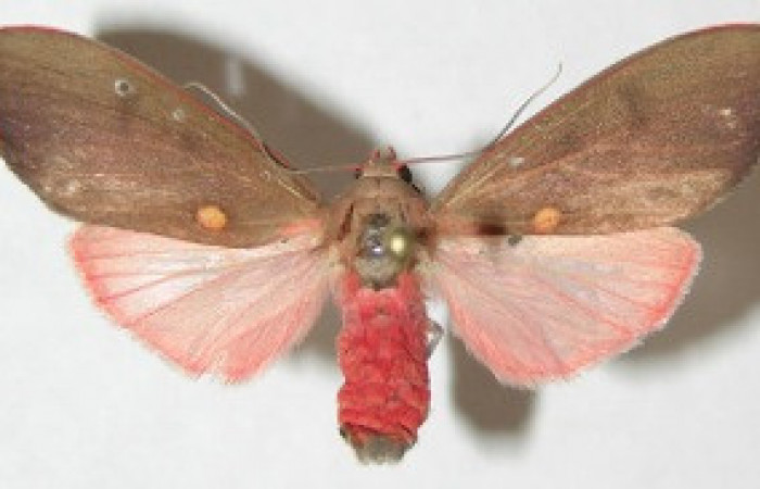 Figura 19. Adulto de <i>Melese</i> incertusDHJ04. Erebidae,(31mm), Vista dorsal. Voucher:08-SRNP-5684-DHJ504208.jpg.