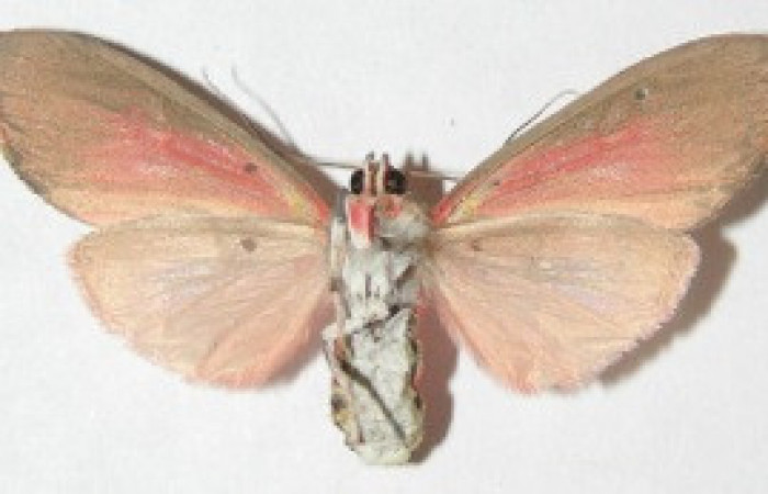 Figura 20. Adulto de <i>Melese</i> incertusDHJ04. Erebidae,(31mm), Vista ventral. Voucher:08-SRNP-5684-DHJ504209.jpg.