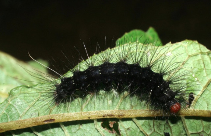 Figura 33. Larva de <i>Melese</i> incertusDHJ04. Erebidae. Larva en ultimo estadío, (27mm), 27/Agosto/2008, Vista lateral. Voucher:08-SRNP-72196-DHJ447177.jpg.