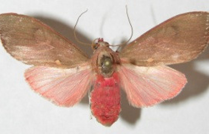 Figura 31. Adulto de <i>Melese</i> incertusDHJ04. Erebidae,(33mm), Vista dorsal. Voucher:08-SRNP-72196-DHJ504232.jpg.