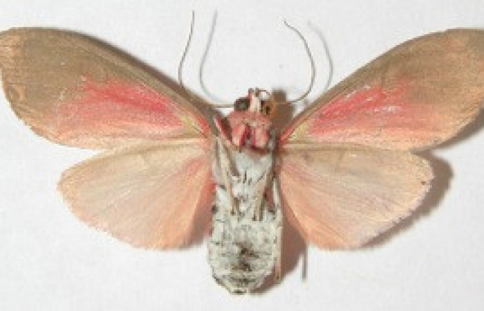 Figura 32. Adulto de <i>Melese</i> incertusDHJ04. Erebidae,(33mm), Vista ventral. Voucher:08-SRNP-72196-DHJ504233.jpg.