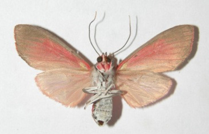 Figura 36. Adulto de <i>Melese</i> incertusDHJ04. Erebidae,(30mm), Vista ventral. Voucher:09-SRNP-71437-DHJ513975.jpg.