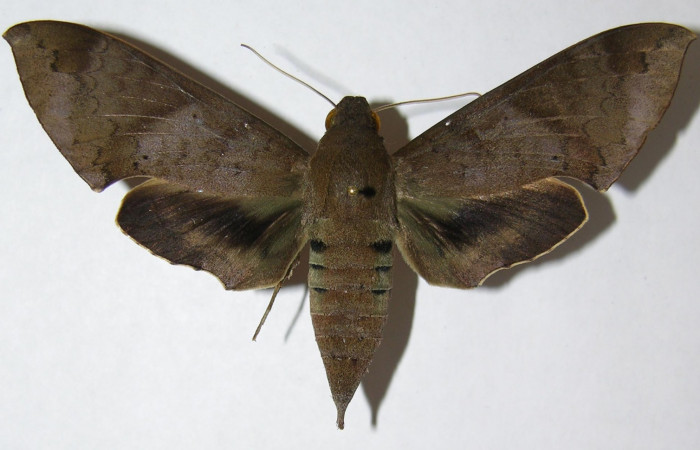 Adulto de Pachylioides resumens (Sphingidae). Voucher : 08-SRNP-13013- DHJ391560 hembra.
Figura 19. Adultode Pachylioides resumens (Sphingidae). Voucher : 08-SRNP-13013- DHJ391561 hembra.