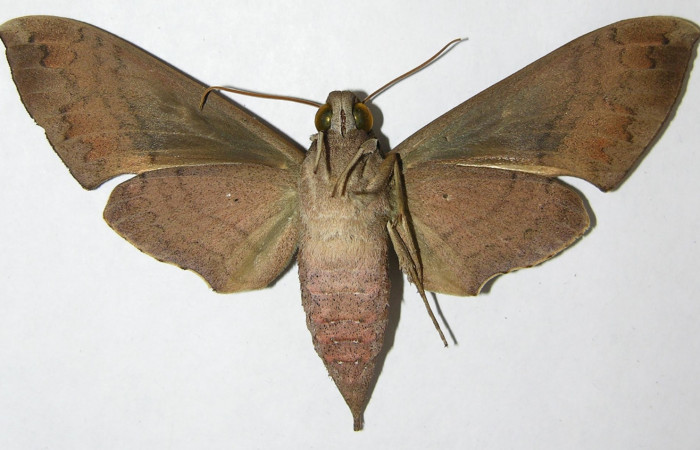 Adulto de Pachylioides resumens (Sphingidae). Voucher : 08-SRNP-13013- DHJ391561 hembra.
