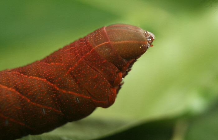 Parte trasera de Pachylioides resumens (Sphingidae) PU. Voucher :12-SRNP-72039-DHJ495747.jpg.