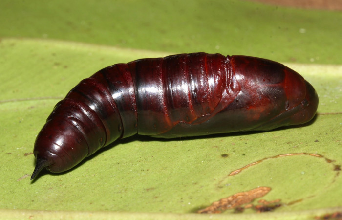 Pupa de Pachylioides resumens (Sphingidae) Penúltimo estadio. Voucher :17- SRNP-32553-DHJ743224.jpg.