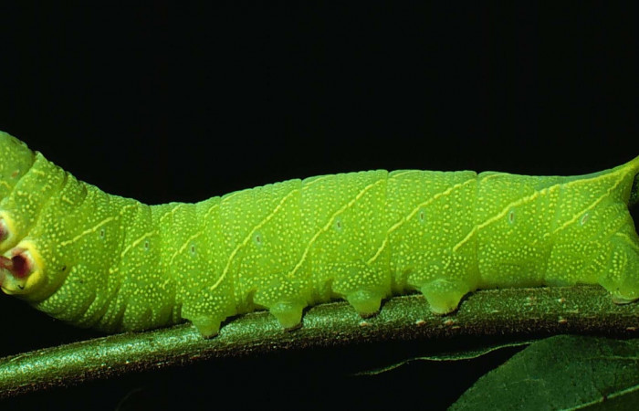 Parte lateral entero de Pachylioides resumens (Sphingidae) tercer estadio. Voucher : 79- SRNP-49-DHJ324.jpg.