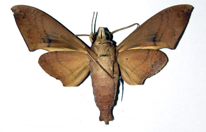 Adulto de Pachylioides resumens (Sphingidae). Voucher : 83-SRNP-536A-DHJ95727 macho.