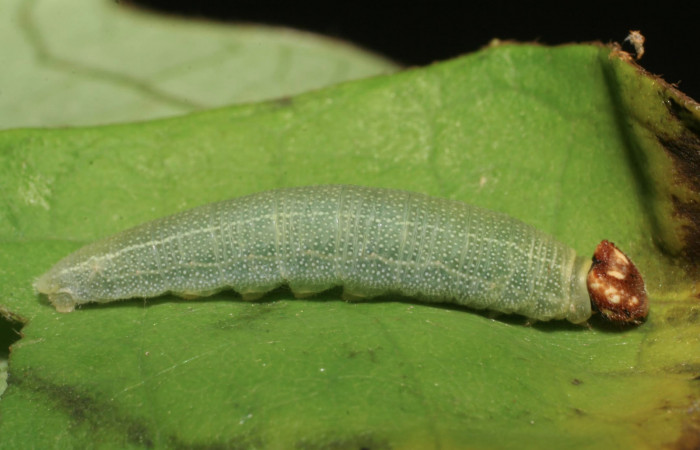 Fig 11. Larva de <i>Gorgythion begga pyralina</i>, (Hesperiidae), vista lateral, en ultimo estadío, (21mm), 09/Marzo/2007. Voucher 07-SRNP-1114-DHJ419472.jpg.