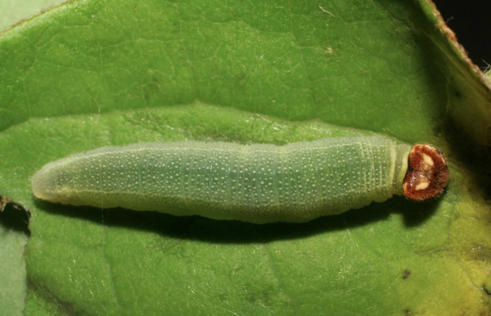 Fig 12. Larva de <i>Gorgythion begga pyralina</i>, (Hesperiidae), vista dorsal, en ultimo estadío, (21mm), 09/Marzo/2007. Voucher 07-SRNP-1114-DHJ419473.jpg.