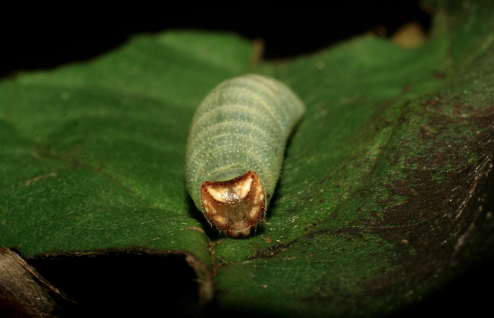Fig 13. Larva de <i>Gorgythion begga pyralina</i>, (Hesperiidae), cabeza de frente, en ultimo estadío, (21mm), 25/Enero/2007. Voucher 07-SRNP-248-DHJ418287.jpg.