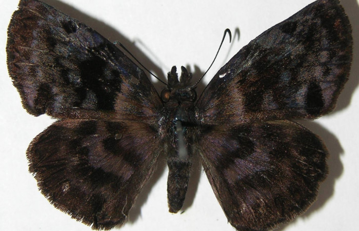 Fig 1. Adulto de <i>Gorgythion begga pyralina</i>, (Hesperiidae). Vista dorsal, (28 mm). Voucher 07-SRNP-21119-DHJ374932.jpg.