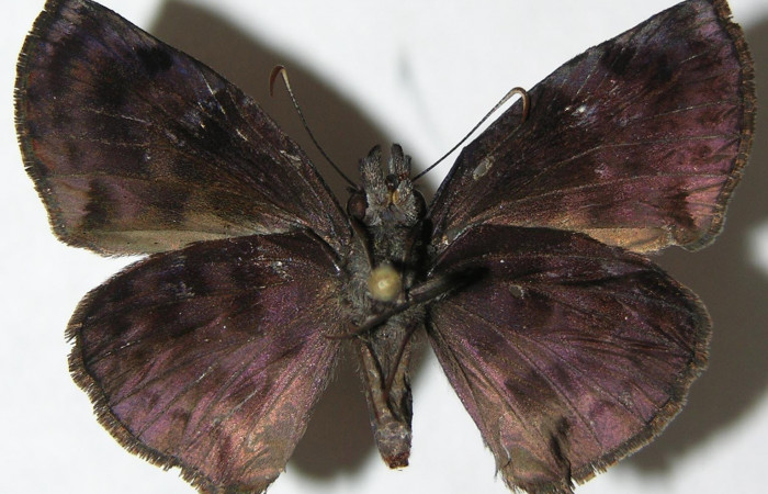 Fig 2. Adulto de <i>Gorgythion begga pyralina</i>, (Hesperiidae). Vista venral, (28 mm). Voucher 07-SRNP-21119-DHJ374933.jpg.