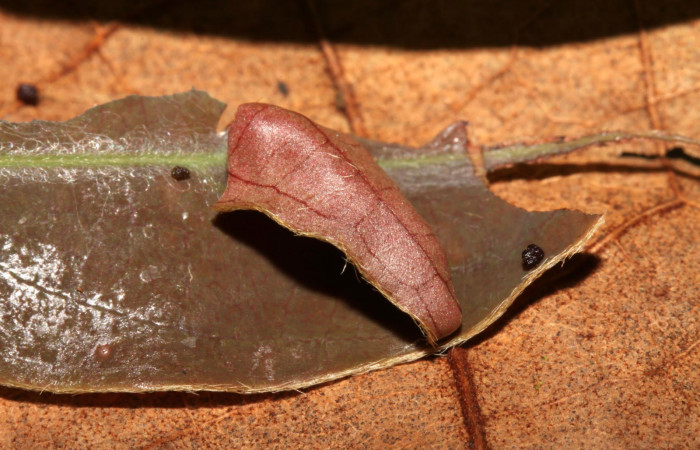Fig 4. Forma de la casa de <i>Gorgythion begga pyralina</i>, (Hesperiidae), (10mm), 22/Octubre/2013 Voucher 13-SRNP-31456-DHJ701772.jpg.
