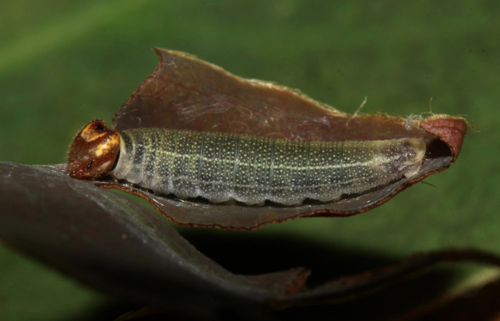Fig 6. Larva de <i>Gorgythion begga pyralina</i>, (Hesperiidae), vista lateral, en penultimo estadío, (10mm), 22/Octubre/2013. Voucher 13-SRNP-31456-DHJ701776.jpg.