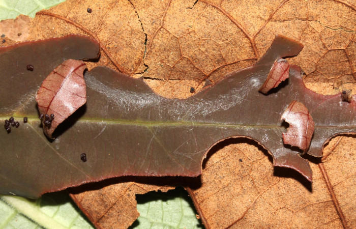 Fig 3. Forma de las casas de <i>Gorgythion begga pyralina</i>, (Hesperiidae), (10mm), 22/Octubre/2013 Voucher 13-SRNP-31456-DHJ701777.jpg.