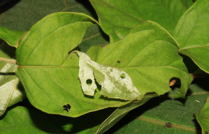 Fig 9. Casa de <i>Gorgythion begga pyralina</i>, (Hesperiidae), vista de la casa, (15mm) 26/Febrero/2015. Voucher 15-SRNP-30263-DHJ721637.jpg.