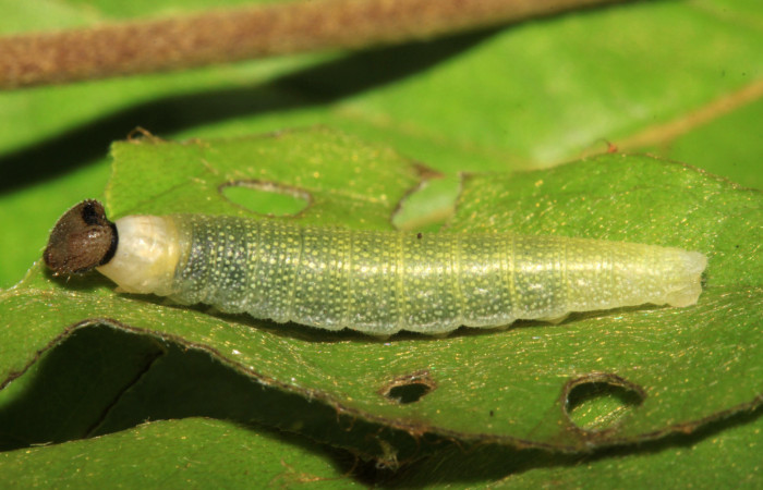 Fig 10. Larva de <i>Gorgythion begga pyralina</i>, (Hesperiidae), vista lateral, en penultimo estadío, (15mm) 26/Febrero/2015. Voucher 15-SRNP-30263-DHJ721639.jpg.