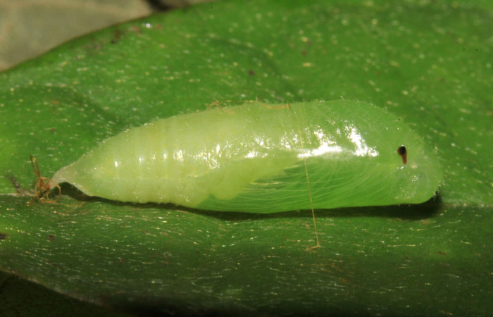 Fig 17. Pupa lateral de <i>Gorgythion begga pyralina</i>, (Hesperiidae), (10mm) 12 Marzo 2015. Voucher 15-SRNP-30263-DHJ721704.jpg.