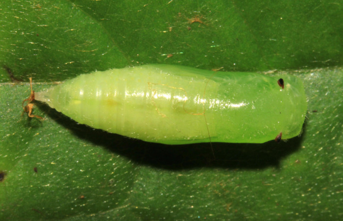 Fig 18. Pupa dorsal de <i>Gorgythion begga pyralina</i>, (Hesperiidae), (10mm) 12 Marzo 2015. Voucher 15-SRNP-30263-DHJ721705.jpg.