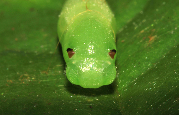 Fig 19. Pupa, mostrando los ojos falsos de <i>Gorgythion begga pyralina</i>, (Hesperiidae), (10mm) 12 Marzo 2015. Voucher 15-SRNP-30263-DHJ721707.jpg.