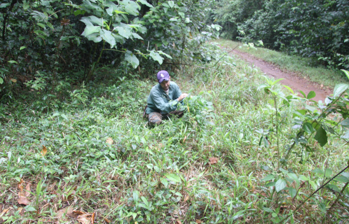 Fig 20. Planta hospedera <i>Banisteriopsis muricata</i>, (Malpiphiaeae) de <i>Gorgythion begga pyralina</i>, (Hesperiidae). Voucher 15-SRNP-30394-DHJ721750.jpg.